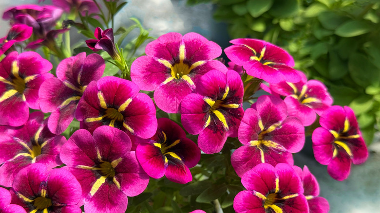 bright million bells (calibrachoa) flowers