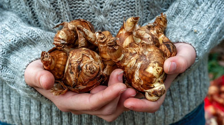 A person holding fall bulbs ready to plant
