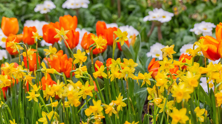Yellow and white daffodils with orange tulips