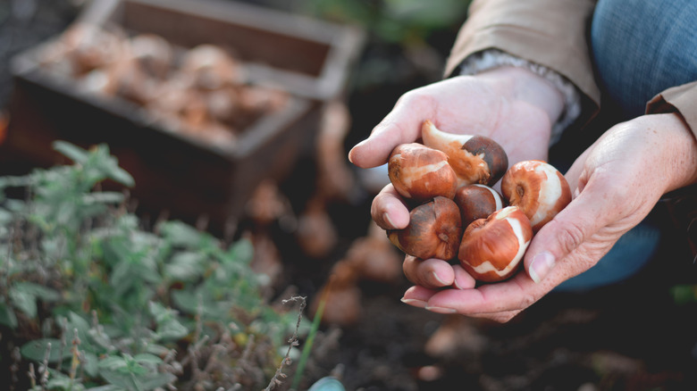A person holding fall bulbs ready to plant