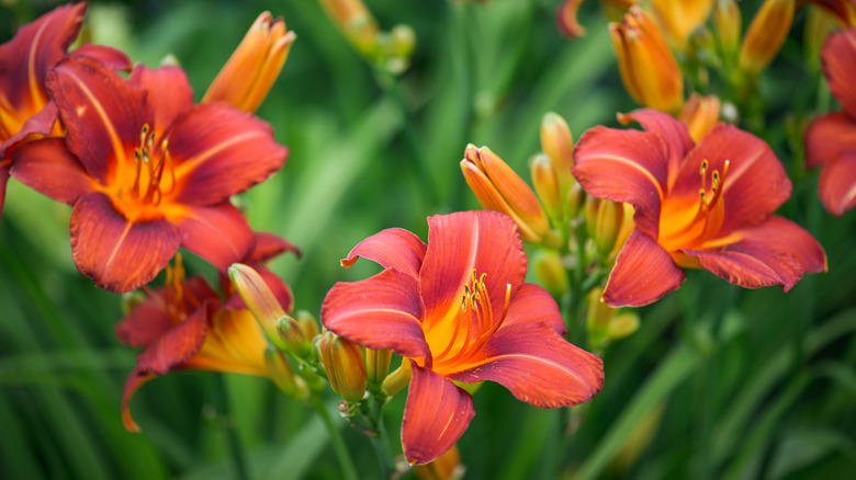 blooming daylilies