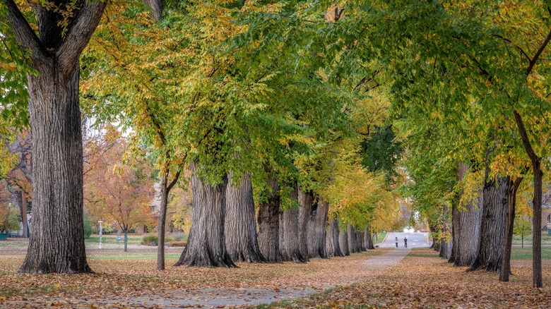 path lined with elms