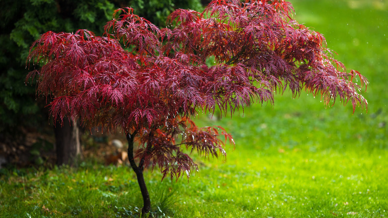 Japanese maple tree in garden after rain