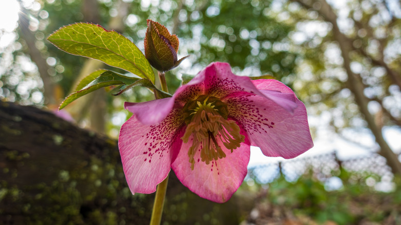 Pink hellebore flower blooming in spring under a tree