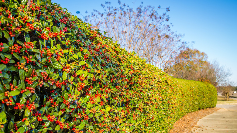 Long holly hedge