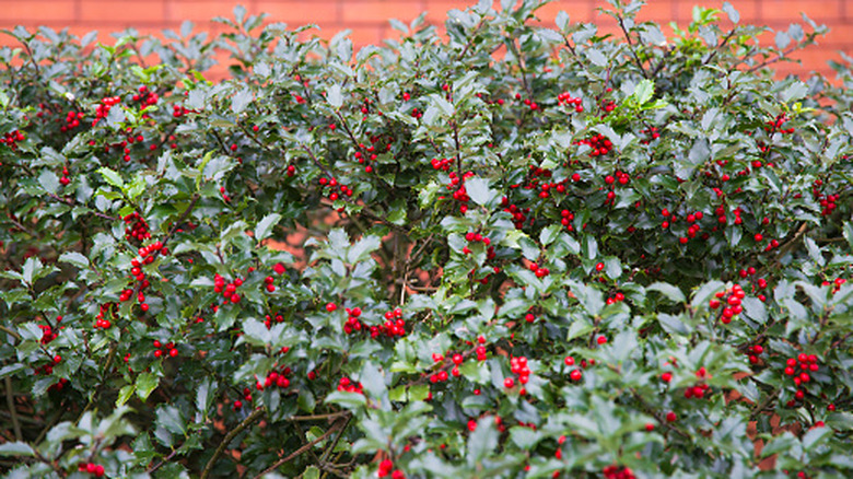 Holly against a brick wall