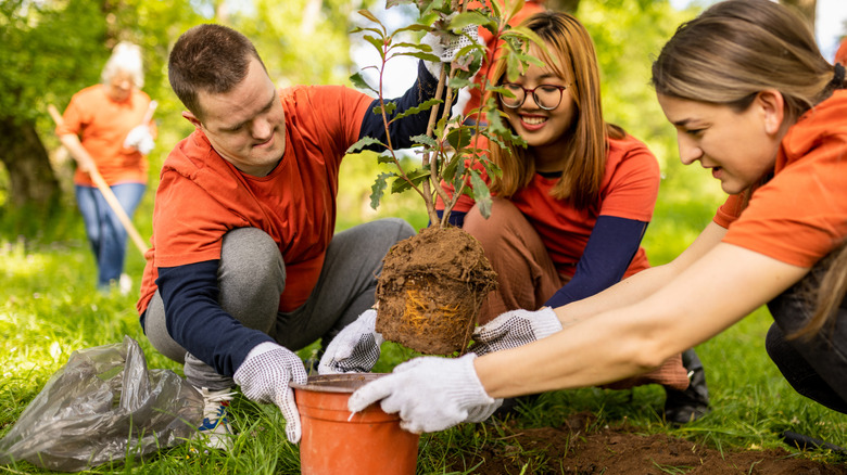 Group of people taking a shrub out of its pot