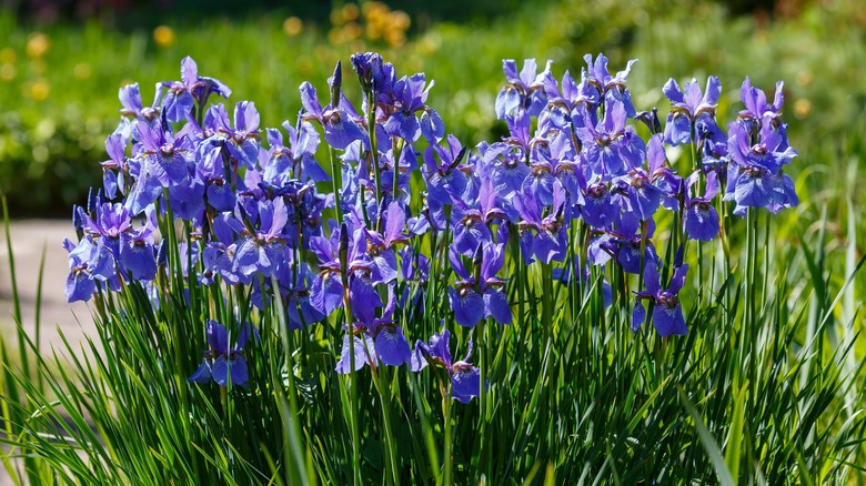 Blue irises in garden