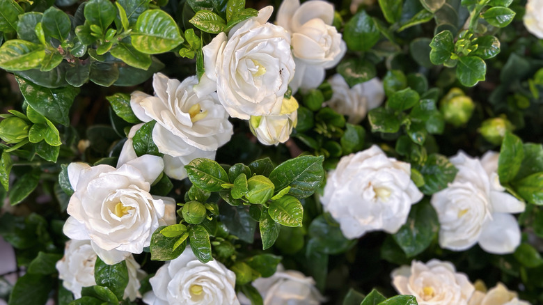 Plant It And Forget It: The Gardenia Variety That's Easy To Grow