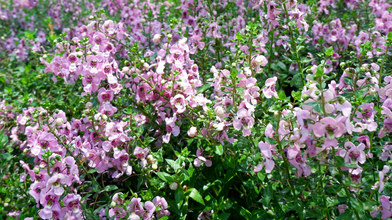 Pink angelonia flowers in garden