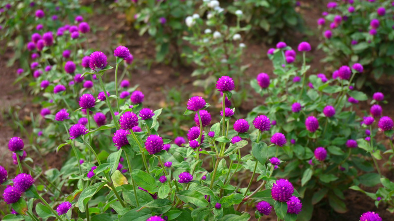 Purple flowers of globe amaranth
