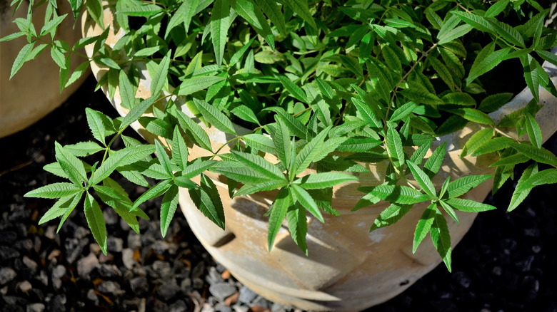 aloysia citrodora in terracotta pot