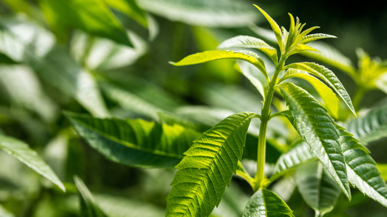 lemon verbena plant