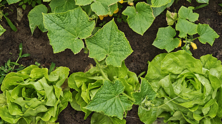 lettuce growing next to a young cucumber plant with yellow flowers