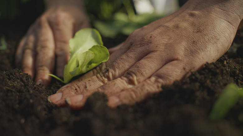 Hands planting a lettuce seedling in fresh soil