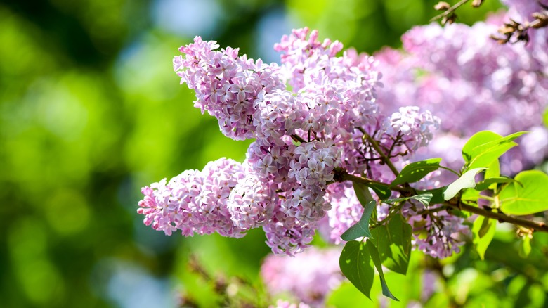 Lilac in garden