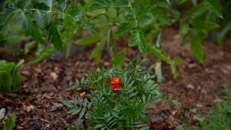 flowering marigold amidst tomato plants