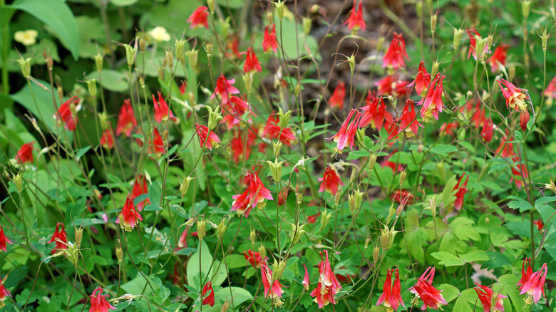 native red columbine