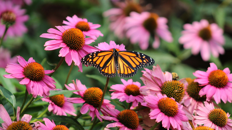 Monarch butterfly feeding on purple coneflower