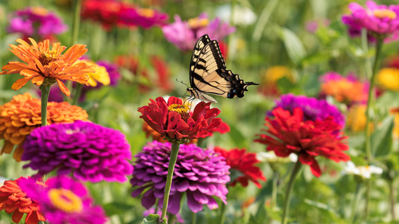 A butterfly surrounded by colorful zinnias