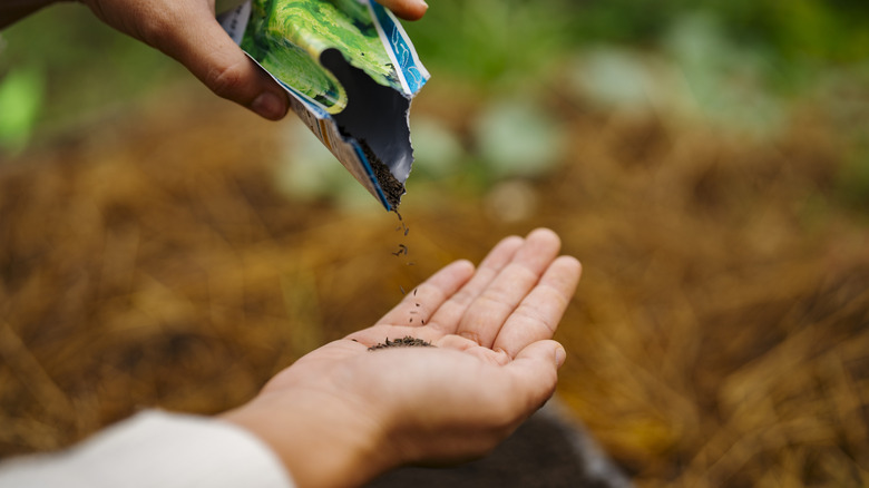 A person pours small seeds from a envelope into one hand.