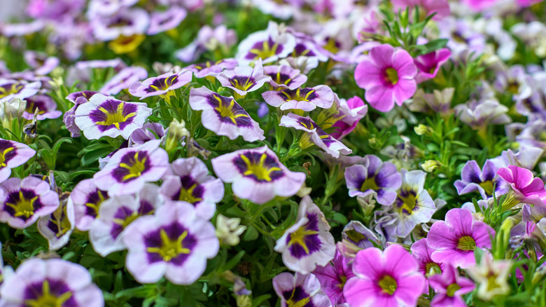 Petunias in a variety of colors bloom in a garden.