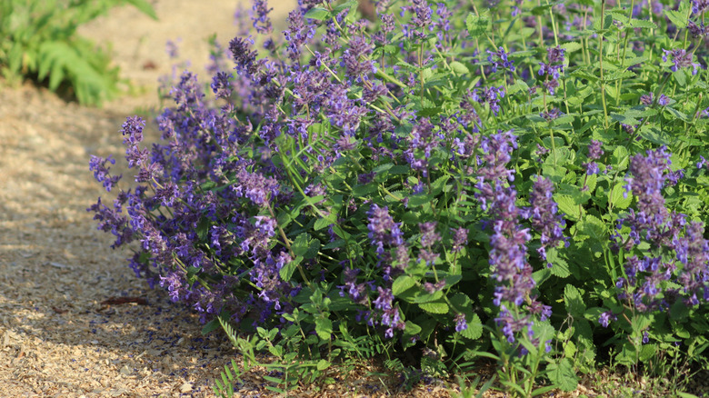 A thriving catmint plant with lots of gorgeous purple blooms