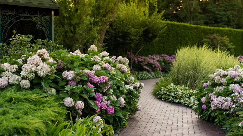 Flowering hydrangea bushes in a garden surrounded by other lush plants
