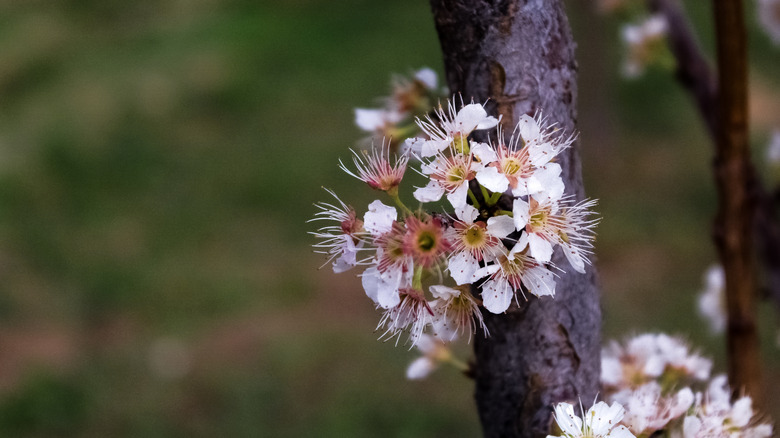 blooms on a mexican plum tree
