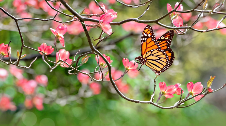 A butterfly hanging out in a pollinator-friendly tree.