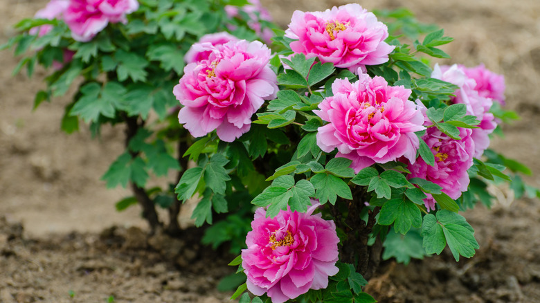 A young peony plant in a garden