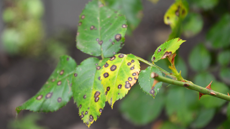 rose bush with black spots on leaves