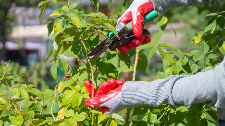 hands pruning rose bush