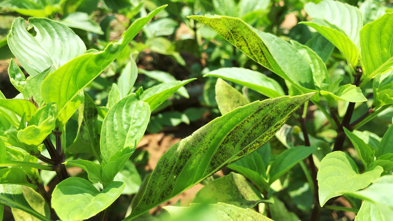 Basil leaves with downy mildew