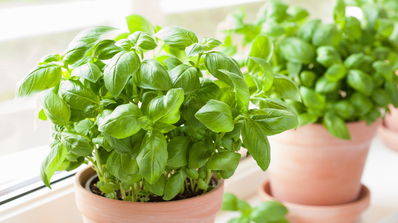 Basil plants in window sill 