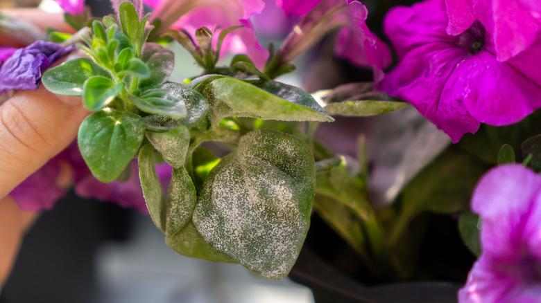 Impatiens with downy mildew infection