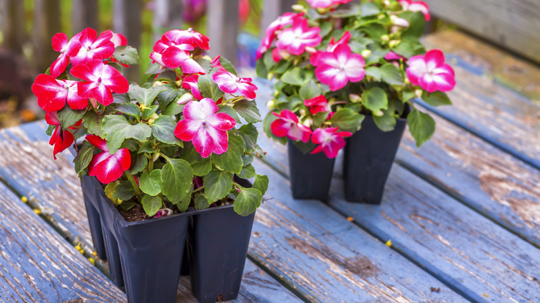 Impatiens in plastic cartons