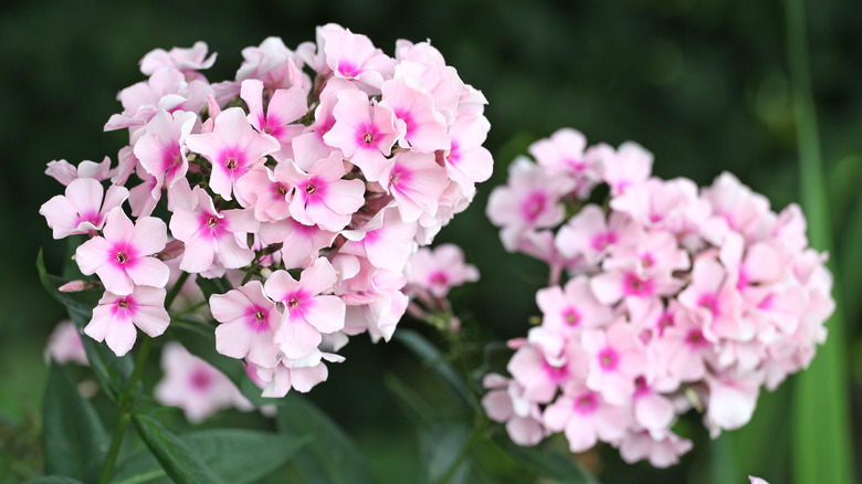 Purple phlox flowers