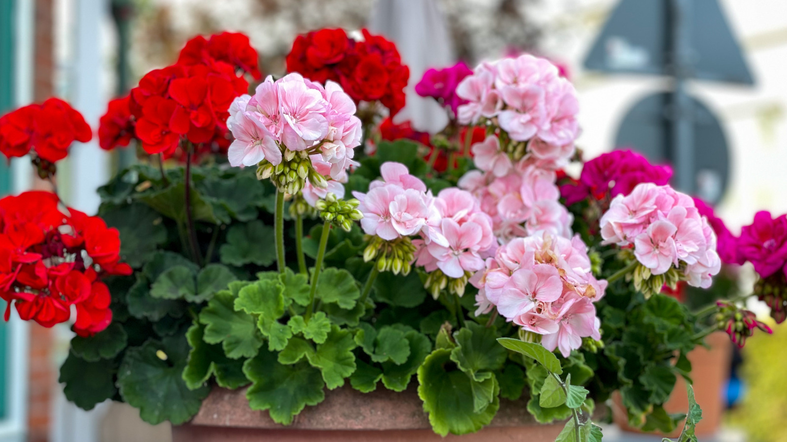 Plant Rescue What Rust On Geraniums Looks Like And How To Save Them