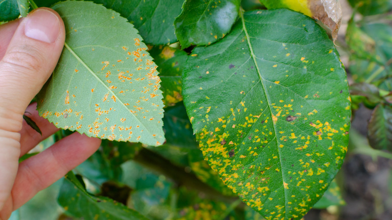 rose rust leaf top and bottom