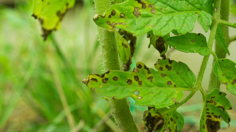 tomato leaves affected by fungus