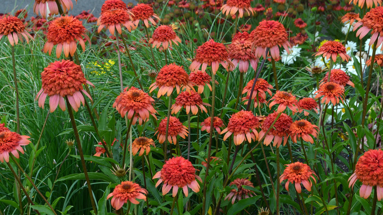 secret lust coneflowers