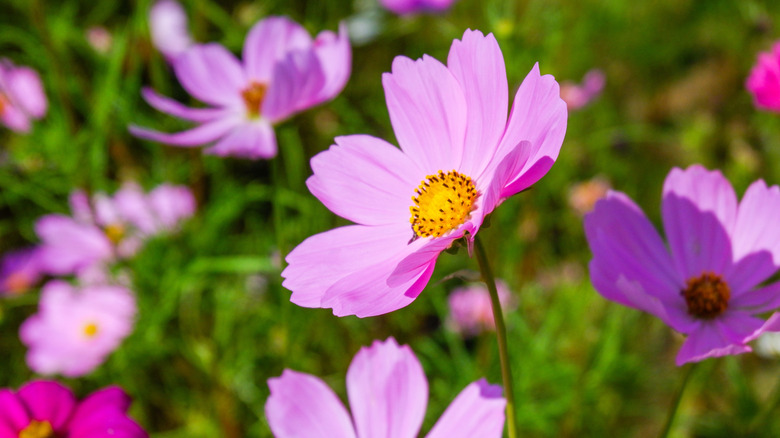 cosmos growing in a field