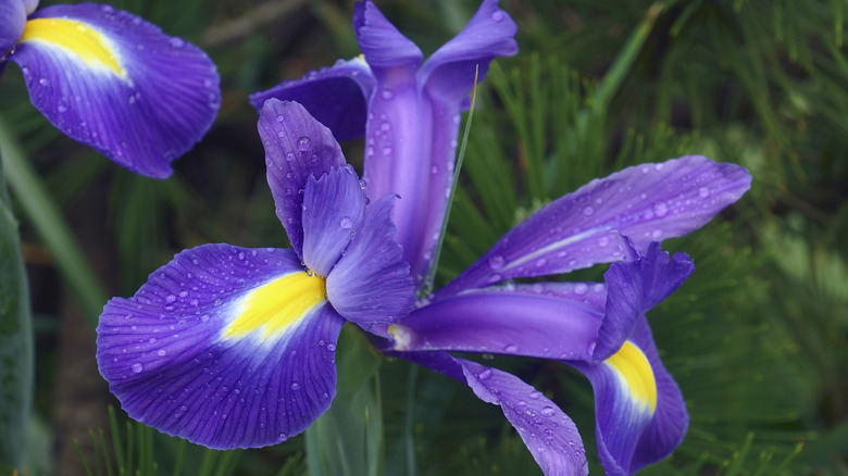 A Dutch iris in full bloom