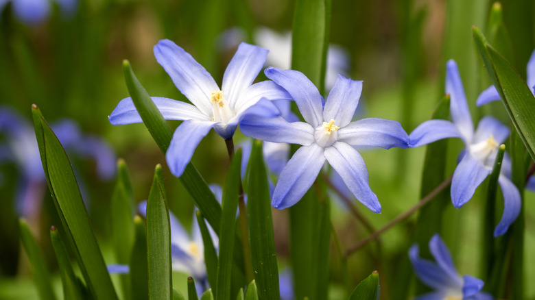 Purple glory-of-the-snow flowers in bloom