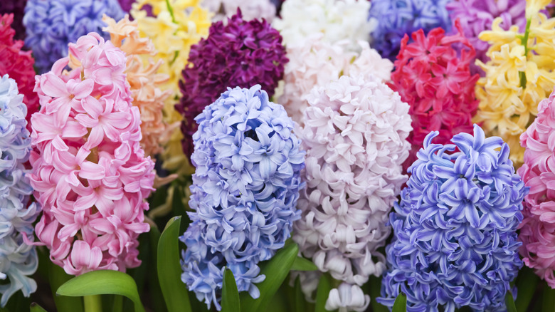 Hyacinth flowers of multiple bright colors