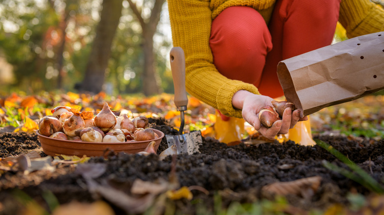 Woman planting spring flower bulbs in a garden in the fall