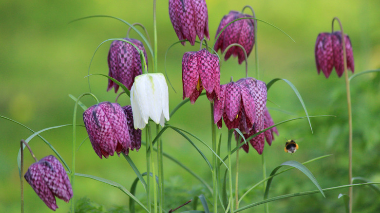 Purple and white checkered fritillaries in bloom