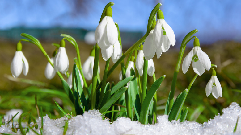 Snowdrop flowers blooming in the snow