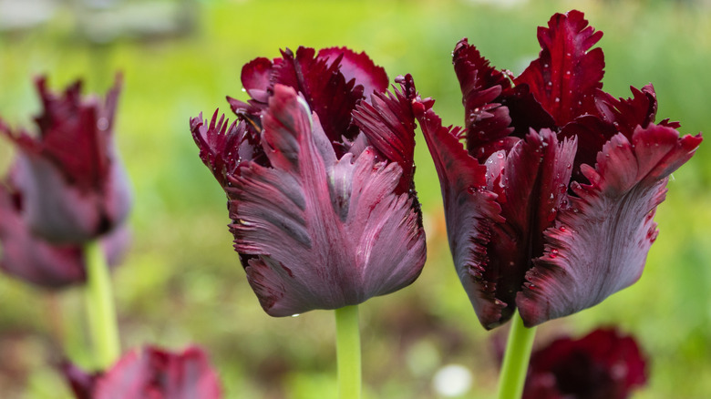 "Black Parrot" tulip in bloom